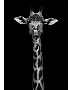 Tavla Canvas 50x70 Giraffe Portrait