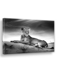 Tavla Canvas 75x100 Lioness