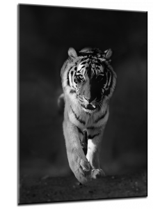 Tavla Canvas 50x70 Tiger
