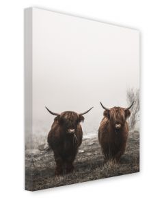 Tavla Canvas 50x70 Highland cows