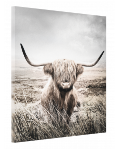Tavla Canvas 75x100 Highland Cattle