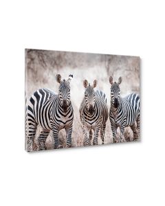 Tavla Canvas 75x100 Zebras