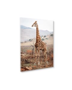 Tavla Canvas 50x70 Giraffe in the wild