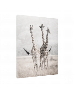 Tavla Canvas 30x40 Nature Giraffes