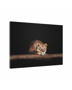 Tavla Canvas 75x100 Waiting Lion