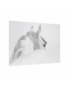 Tavla Canvas 75x100 Horse White