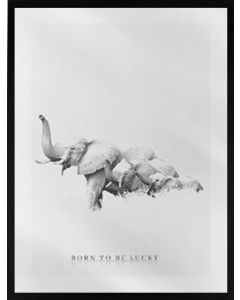 Poster 50x70 Born to be Lucky