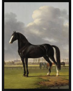 Poster 30x40 Horse Black (planpackad)
