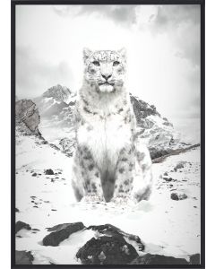 Poster 30x40 B&W White Lynx (planpackad)