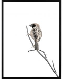 Poster 30x40 Nature Bird (planpackad)