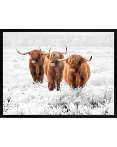 Poster 30x40 Nature Highland Cows (planpackad)