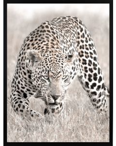 Poster 30x40 Nature Leopard