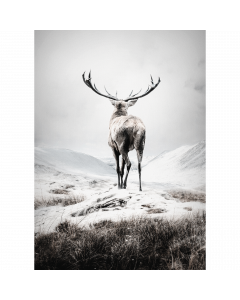 Poster 30x40 Nature Deer (planpackad)