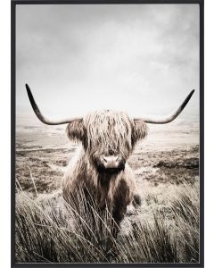 Poster 30x40 Nature Highland Cattle (planpackad)