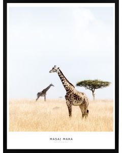 Poster 30x40 Masai Mara Giraffe (Planpackad)