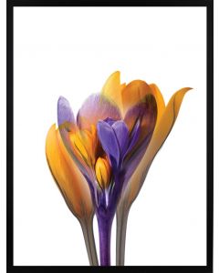 Poster 30x40 Spring Flower Yellow/Blue