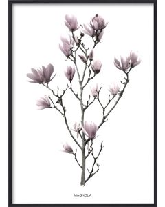 Poster 30x40 Pink Magnolia (planpackad)