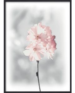 Poster 30x40 Pink Cherry Twig (planpackad)